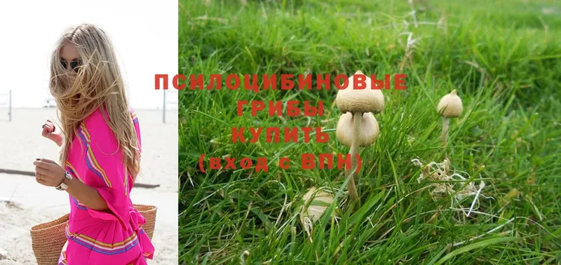 Галлюциногенные грибы Psilocybine cubensis  Козловка 